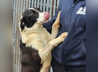 Mella - Gute-Laune-Hund