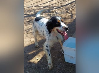 Milo - freundlicher Setter sucht sein Für-immer-Zuhause