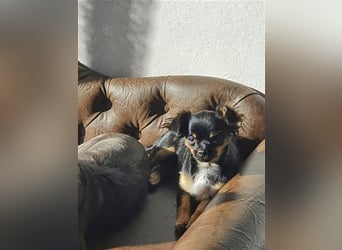 Super hübsche Black&tan langhaar Chihuahua Hündin aus bester Aufzucht