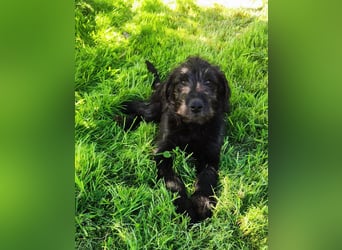 Labradoodle Silver Abgabebereit mit Papieren (Habeicaped)