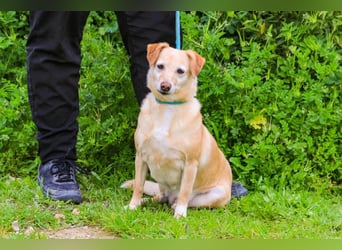 Alva, Mix Dackel / Pinscher, lieb und verträglich