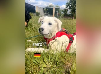 Fritz,geb.02/25,griech.Schäferhundrüde sucht seine Familie,bereits in 67454 Haßloch an der Pfalz