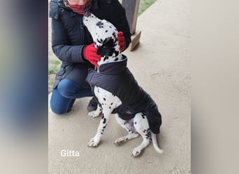 Gitta, zur Zucht missbraucht hat konkrete Interessenten