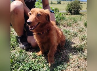 LUCKY, Dackel Mix