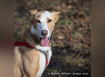 Lila ist eine zierliche Hundedame