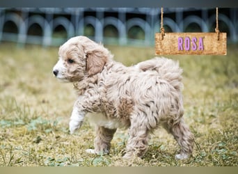 5 Wunderschöne Maltipoo-Welpen suchen ein neues, liebevolles Zuhause!