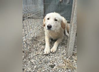 CEDRIC, Rüde, 2,5 Jahre, 50 cm, Mischling, Tierschutz