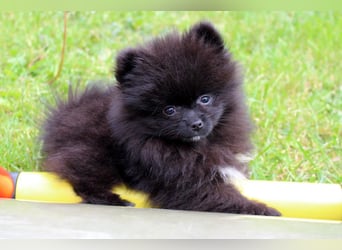 Unser sehr kleines Pomeranian Zwergspitz Mädel "Yulie" sucht Kuschelpartner