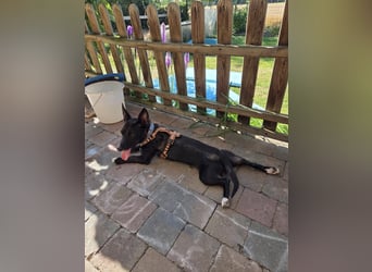 AINOA ❤️ Sonnenschein Familienhündin, Pflegefamilie Kevelaer