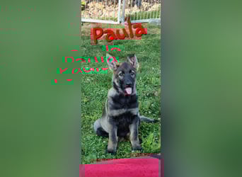 Reinrassige Schäferhund Welpen mit SV Papieren