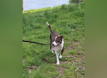 Cayo, 5 Jahre, sucht kompetentes Zuhause