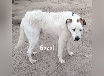 Gazul 06/2019 (ESP) - charismatischer und sozialer Boxer-Herdenschutz Mix!