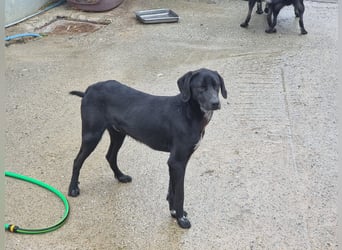 Ozzy – Ein fröhlicher Entdecker sucht sein Zuhause!