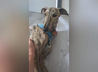 Toni, sucht ein liebevolles Zuhause