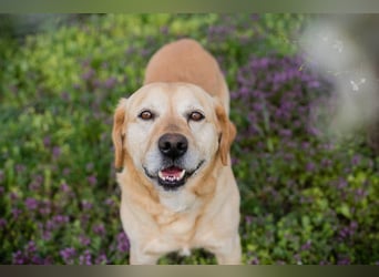 SAM - Aufgeschlossener und freundlicher Hundemann sucht seine Menschen...
