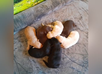 Reinrassige Labradorwelpen