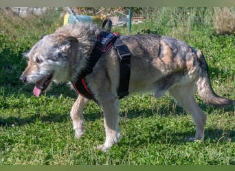 Lucky – mit Handicap