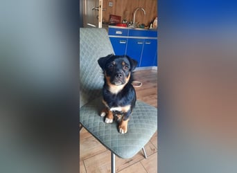 Brioche Mops Mischling Hündin Welpe Junghund sucht Zuhause für immer
