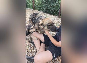 MAX - Traumhund sucht Traumzuhause