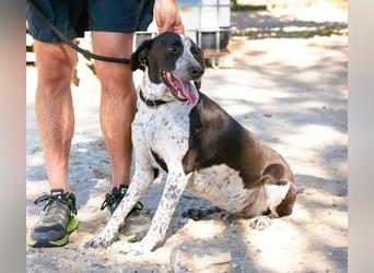 Casimo, Mix Labrador / Pointer, lieb und sozial