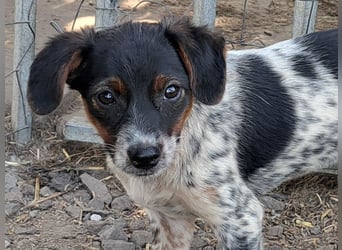 Süße Roxy ( * 03 / 2025 ) sucht ihre Menschen
