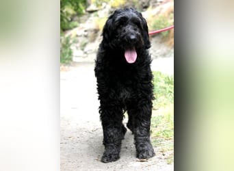 Nube sucht Kuschelpartner für's Leben