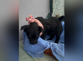 Zizi-LM, verspielte Maus sucht Zuhause