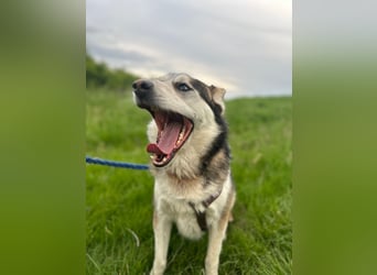 BODRO - der hübsche Huskymix sucht ein liebe- und verständnisvolles Zuhause