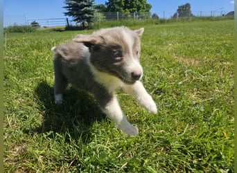 Border Collie Welpen -  Rüden