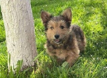 Josefine, Norwich Terrier-Mischling