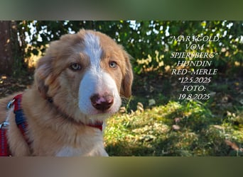 Border Collie-Welpen , black-, choco-,red-white und red-merle