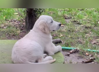 Golden Retriever X Berger blanc Suisse