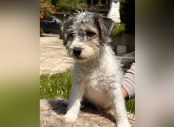 Wunderschöne Parson Jack-Russell Terrier Welpen, aus liebevoll. Hausaufzucht