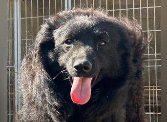 GORDI❤️liebes, verschmustes kroat. Schäferhund-Mix-Mädel