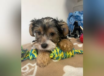 Liebe auf vier Pfoten – Yorkshire Terrier Welpen suchen ihr Für-immer-Zuhause!