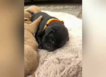 Reinrassige Labrador Welpen in foxred und schwarz