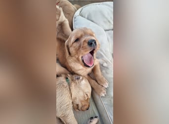 Golden Retriever Welpen