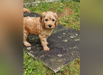 Cockapoo Welpen