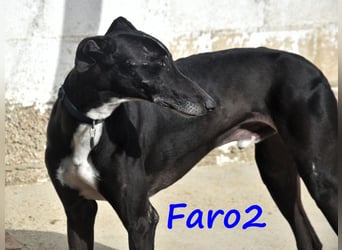 Faro2 05/2022 (in Deutschland) - verspielter und lieber, bezaubernder Galgo!