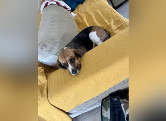 Beagle Mix HUGO (2 Jahre alt) sucht eine Familie!