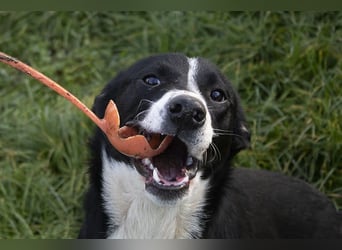 Gretchen: kennt nur das Tierheim