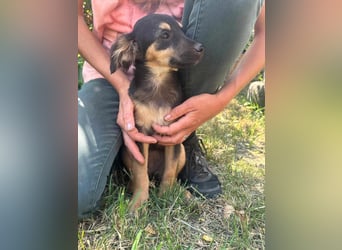 Cassie, geboren 03.2025, 31cm sucht ihre Menschen
