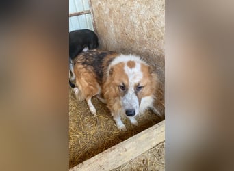 Wunderschöner „Hope“ Collie Mix ca. 6 Jahre auf der Suche nach dem Glück