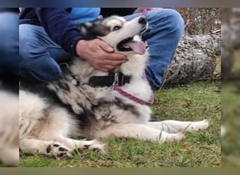 Husky-Mix Arci sucht seine liebe Familie