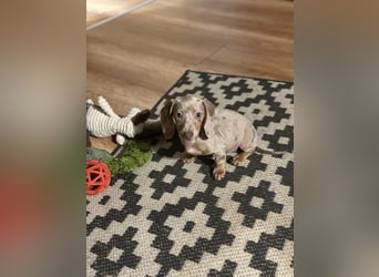 Zwergdackel,Dackel in Sonderfarben,amerikanische Zwergdackel Welpen suchen tolle Familien