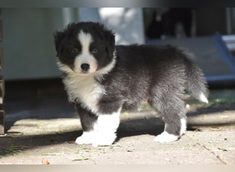 Miniature American Shepherd Welpen, Mini Aussies vom Züchter mit Papieren