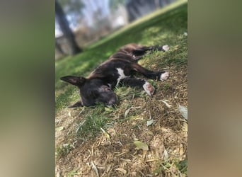AINOA ❤️ Sonnenschein Familienhündin, Pflegefamilie Kevelaer