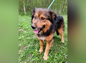 Bildhübscher *JARO* - ist eine Seele von Hund