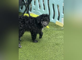 Labradoodle Ich bin der letzte aus diesem Wurf