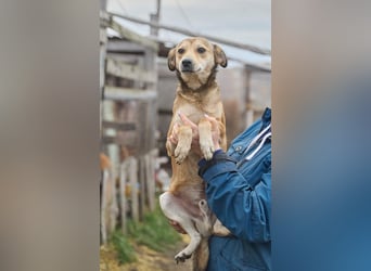 Kleiner Tierschutzhund Bröse❤️sucht Zuhause oder Pflegestelle